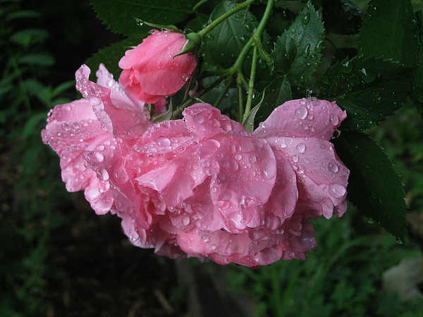 Kathy Oaks - Raindrops On Roses 1