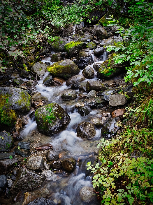 Peter Cole - Rainforest Stream Alaska