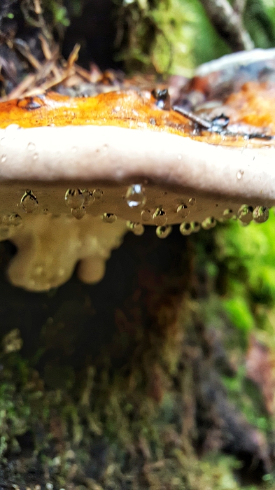 Adam Copp - Raining Mushroom