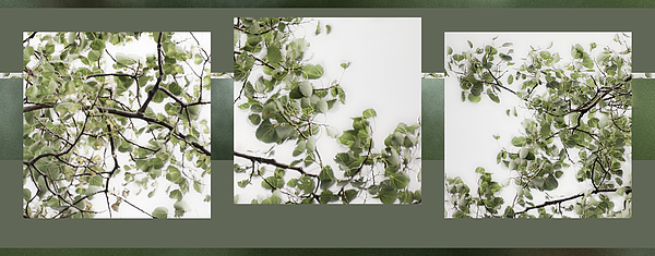 Julie Weber - Rainy Day Birch Triptych - 