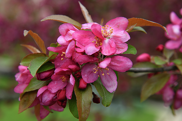 Robert Tubesing - Rainy Day Flowering Crab Apple Blooms