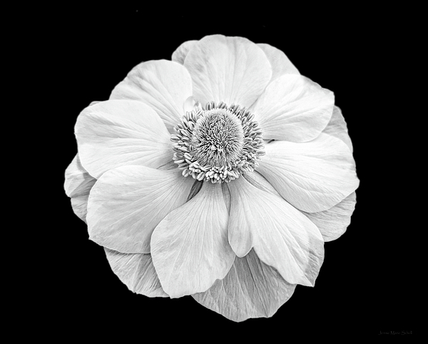 Jennie Marie Schell - Anemone Flower Black and White