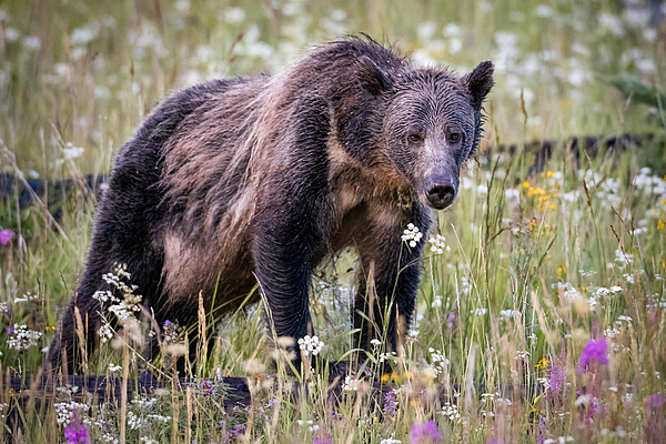 Yellowstone National Park Art
