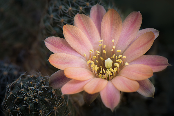 Flower Photographs