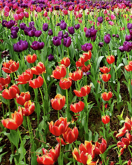 Irina Sztukowski - Red And Purple Tulips In The Beautiful Tulip Garden Flowerbed 
