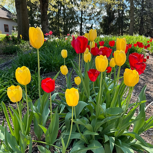 Karen A Wise - Red and Yellow Tulips
