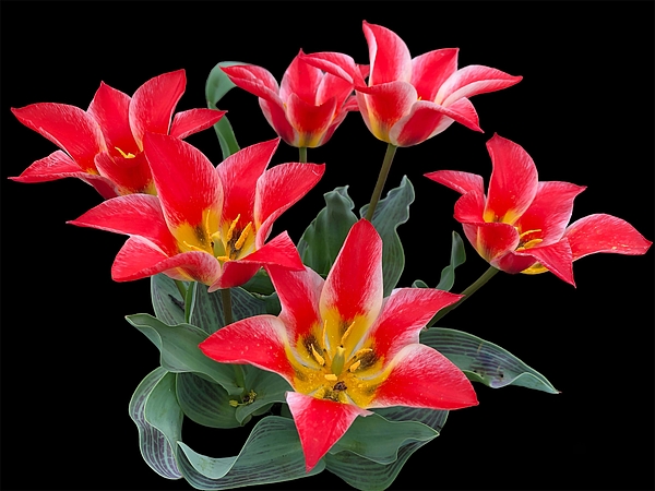 Karen A Wise - Red and Yellow Tulips on a Black Background