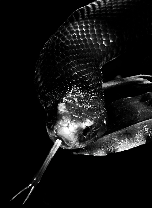 Imi Koetz - Red bellied Black Snake