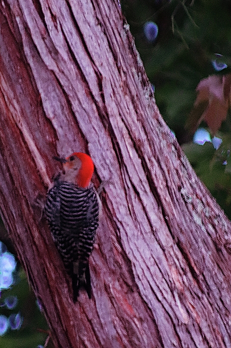 Christopher James - Red-bellied Woodpecker 2