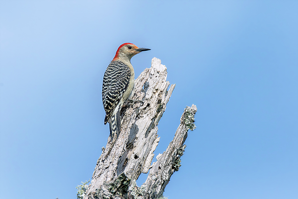 Steve Rich - Red Bellied Woodpecker 5