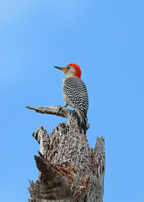 Marlin and Laura Hum - Red-bellied Woodpecker Florida