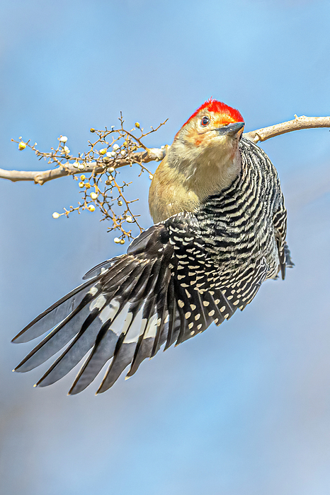 Morris Finkelstein - Red Bellied Woodpecker In Flight #2