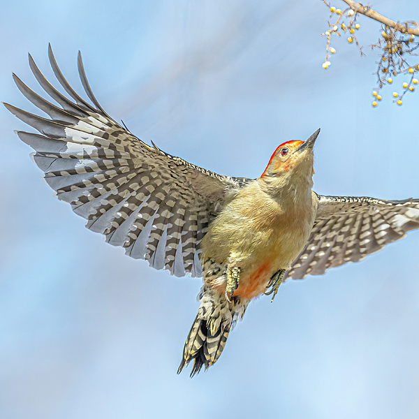 Morris Finkelstein - Red Bellied Woodpecker In Flight #4