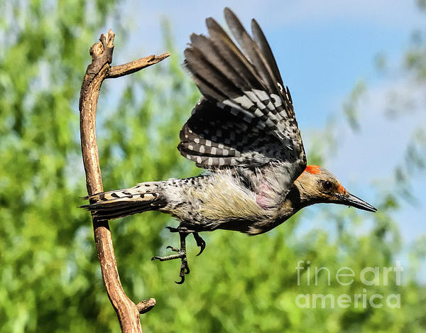 Cindy Treger - Red-bellied Woodpecker In Flight