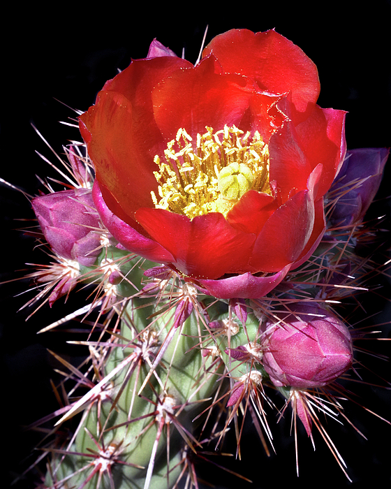 Douglas Taylor - RED CHOLLA FLOWER with Buds