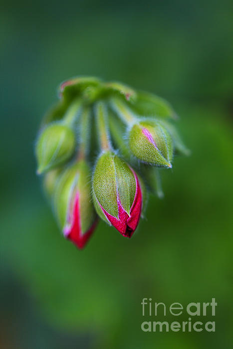 Green Photographs
