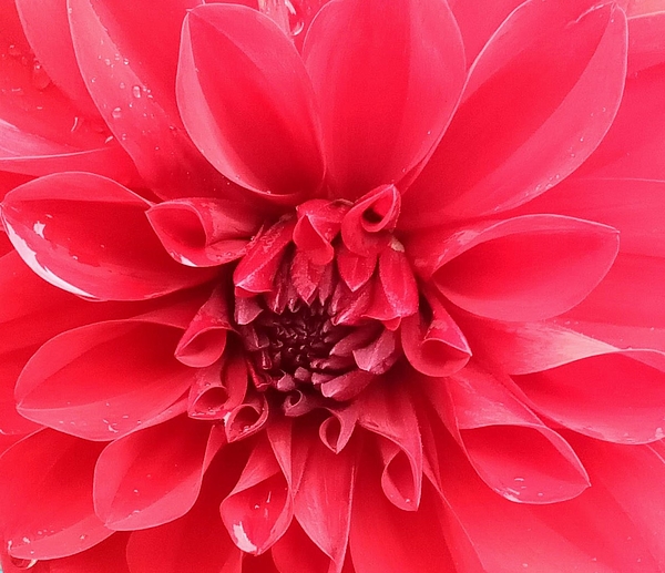 Marine B Rosemary - Red Dahlia Flower