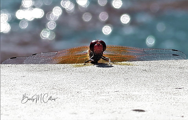 Beverly M Collins - Red Dragonfly Sunbathing