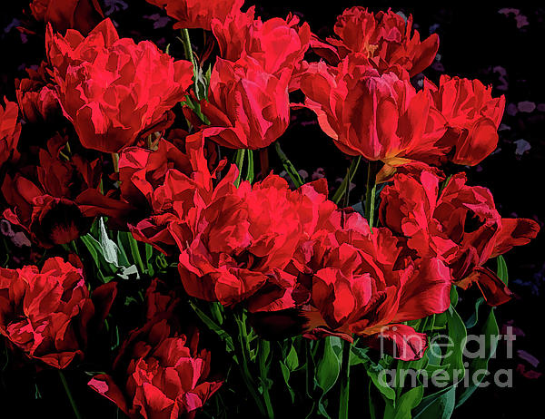 Diana Mary Sharpton - Red Emperor Tulips painted