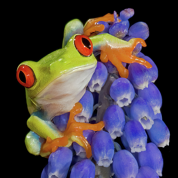 Jerry Fornarotto - Red Eyed Frog on Flower Square