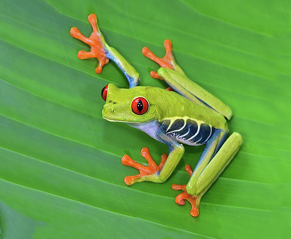 Red-eyed tree frog, Shower Curtain