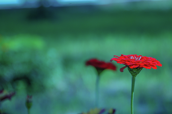 https://images.fineartamerica.com/images/artworkimages/medium/3/red-flowers-in-the-corner-with-blurred-green-background-stanley-chota.jpg