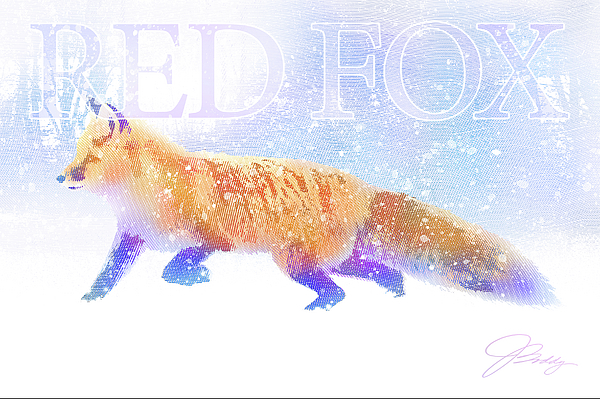 Joe Boddy - Red Fox