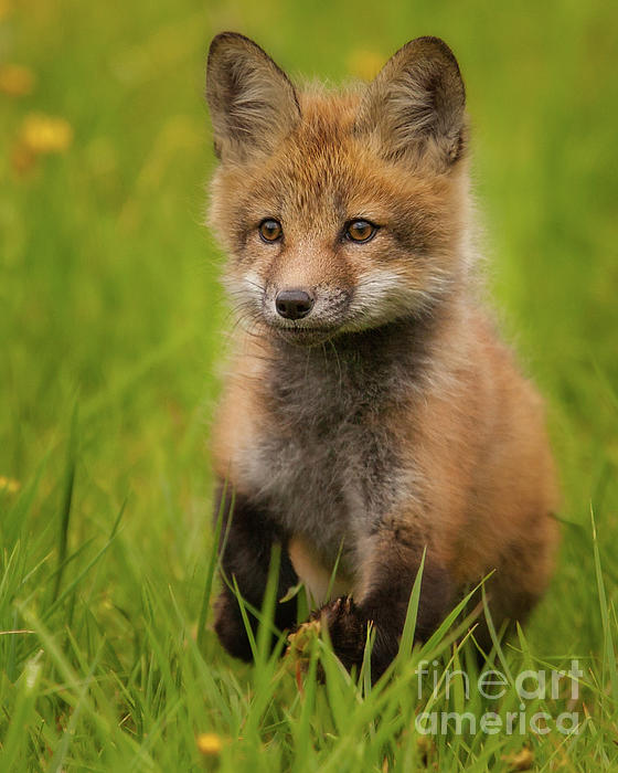 Jerry Fornarotto - Red Fox Kit