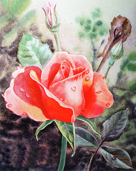 Irina Sztukowski - Red Garden Rose In The Morning Watercolor Flower