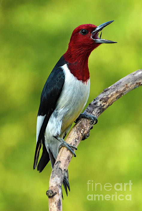 Cindy Treger - Red-headed Woodpecker In Golden Evening Light