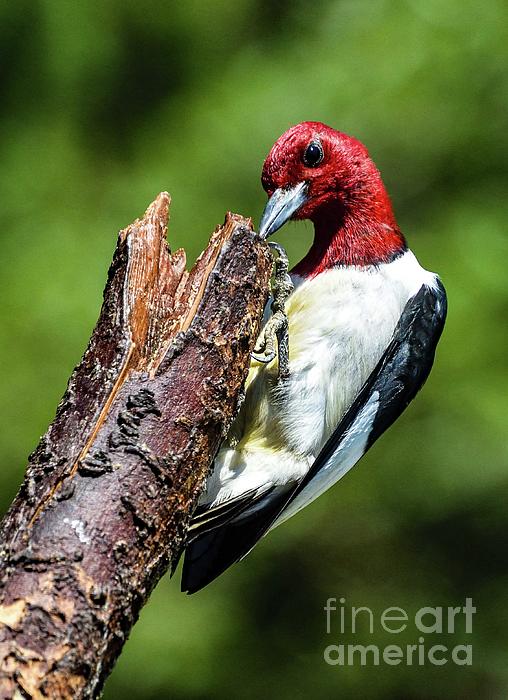 Cindy Treger - Red-headed Woodpecker Looking Adorable