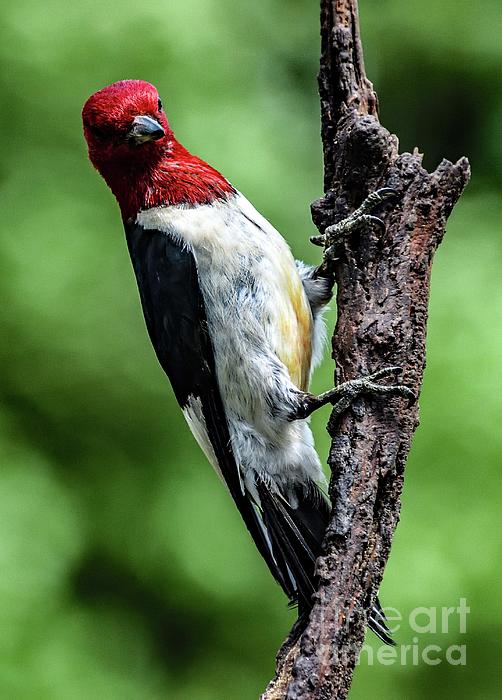 Cindy Treger - Red-headed Woodpecker Showing Off Its Underbelly