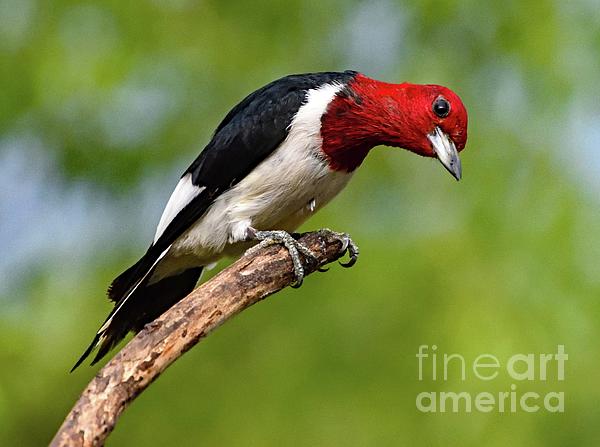 Cindy Treger - Red-headed Woodpecker With Quizzical Look