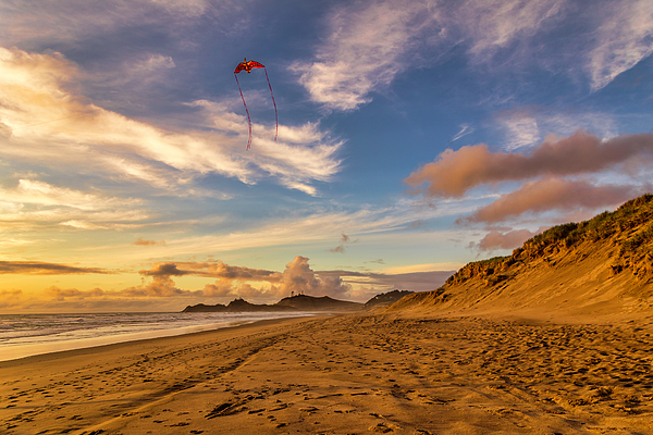 Lorraine Baum - Red Kite On A Golden Beach