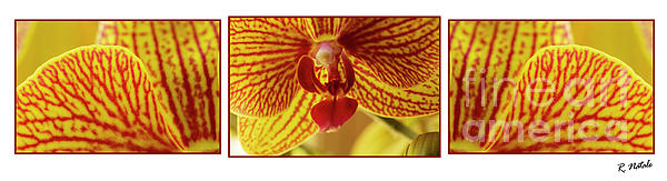 Renata Natale - Red Orange Yellow Orchid Triptych