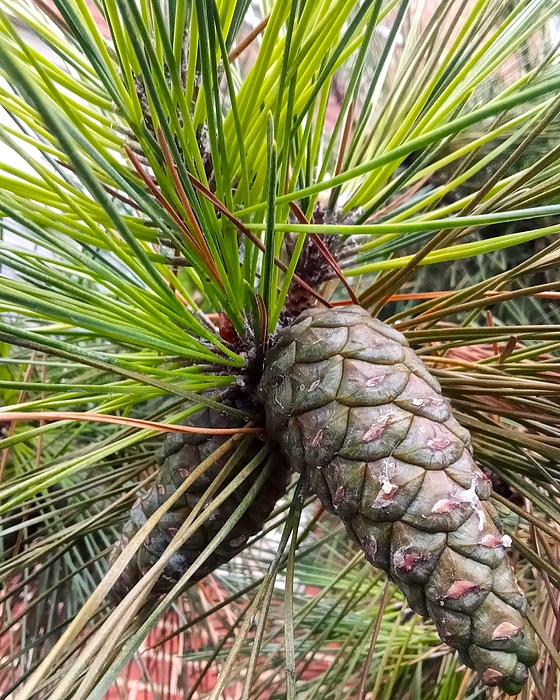 Marine B Rosemary - Red Pine