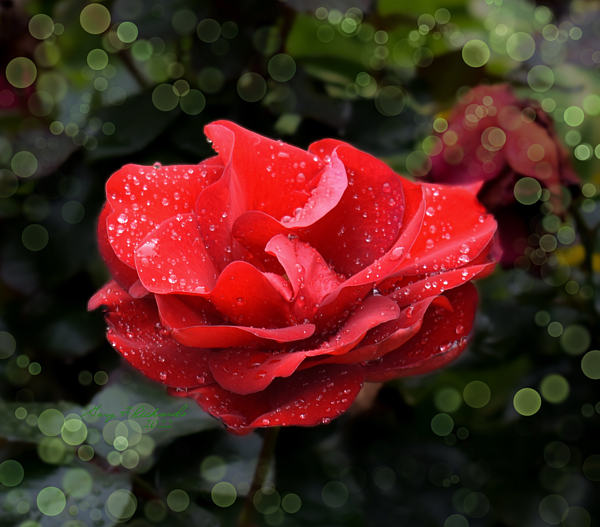 Gary F Richards - Red Rose After Rain