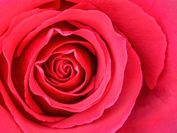 Martin Radespiel-Troeger - Red Rose Blossom