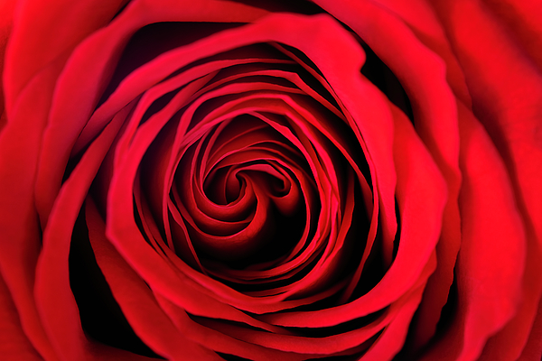 Christopher Johnson - Red Rose Petal Design