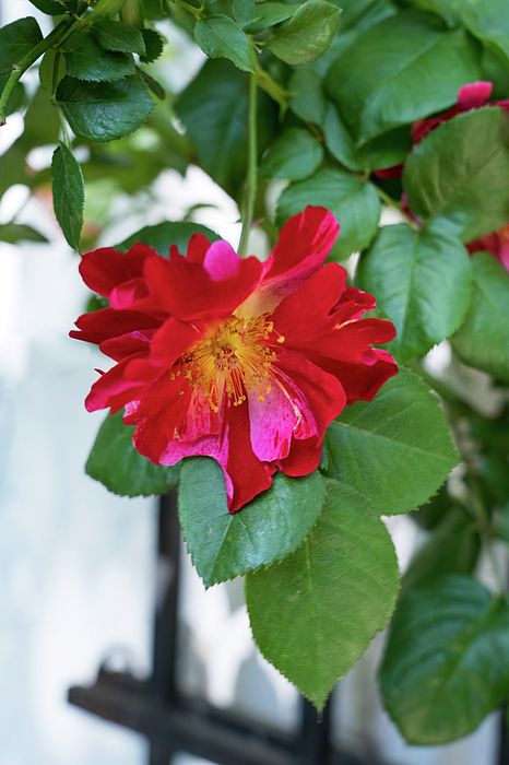 Georgia Mizuleva - Red Rose with Multihued Petals in Magenta and Hot Pink