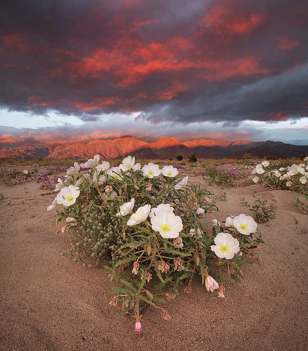 William Dunigan - Red Skies and Desert Sand Primroses