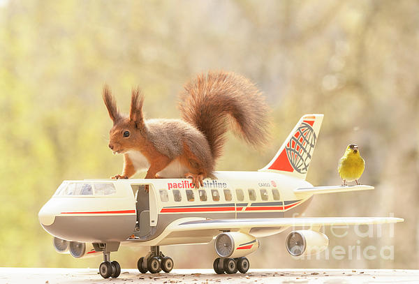 https://images.fineartamerica.com/images/artworkimages/medium/3/red-squirrel-sitting-on-a-airplane-with-siskin-geert-weggen.jpg