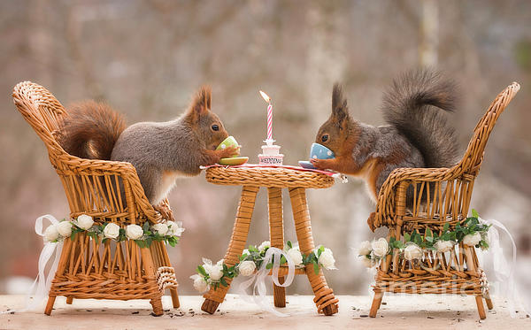 Geert Weggen - Red Squirrels On Chairs With A Wedding Table 