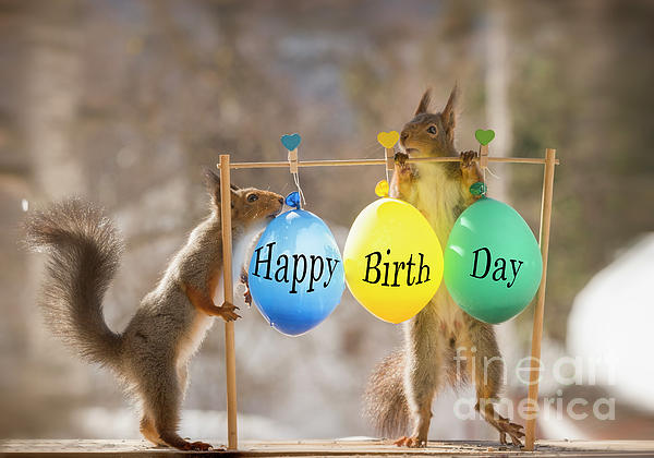 Red Squirrels With Happy Birthday Balloons Greeting Card by Geert Weggen