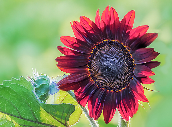 Sunflower best sale bath towels