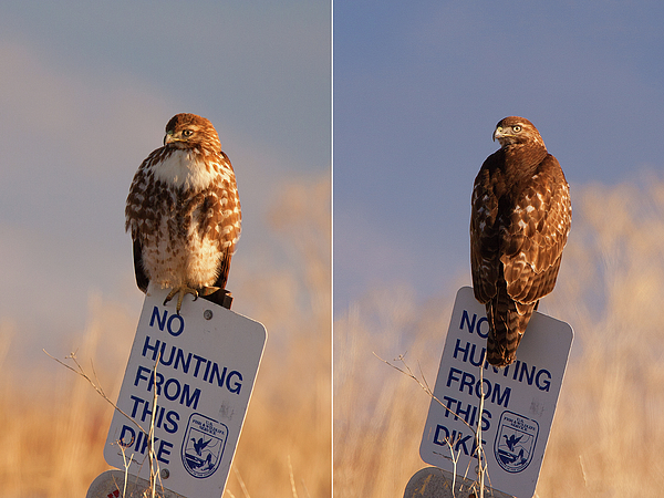 Ram Vasudev - Red-Tailed Hawk Front and Back Plumage