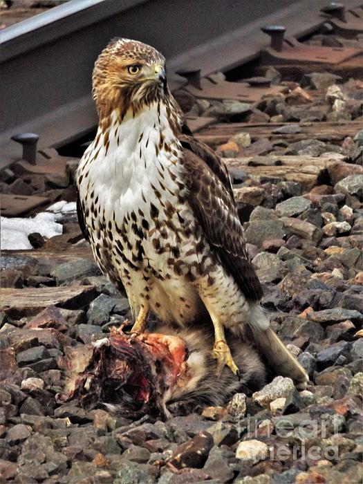 Osprey aka Fish Hawk At Nest Spring Indiana Beach Towel by Rory Cubel -  Pixels