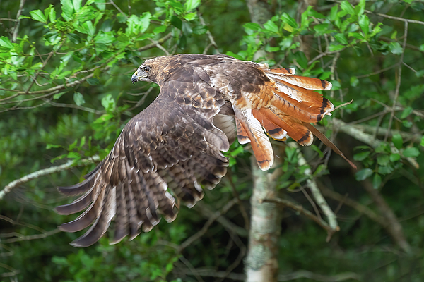 Steve Rich - Red Tailed Hawk