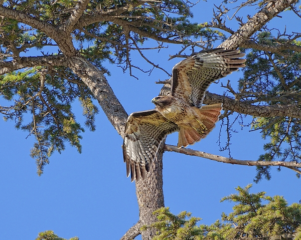 Leslie Reagan - Red Tailed Hawk