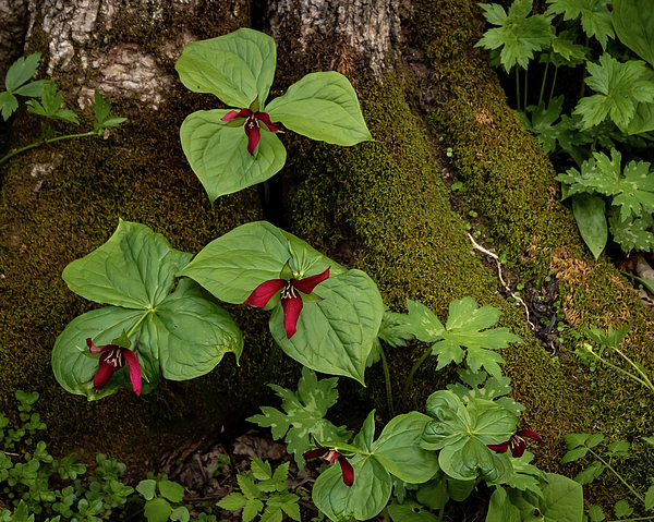 Holly April Harris - Red Trillium and Moss